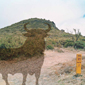 toro